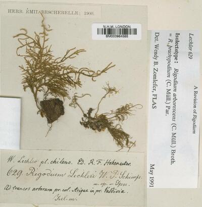 Rigodium brachypodium (Müll.Hal.) Paris