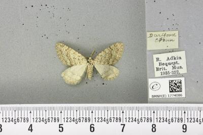 Colostygia multistrigaria (Haworth, 1809)