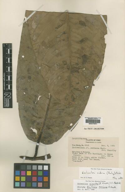 Eschweilera gigantea (Knuth) MacBride