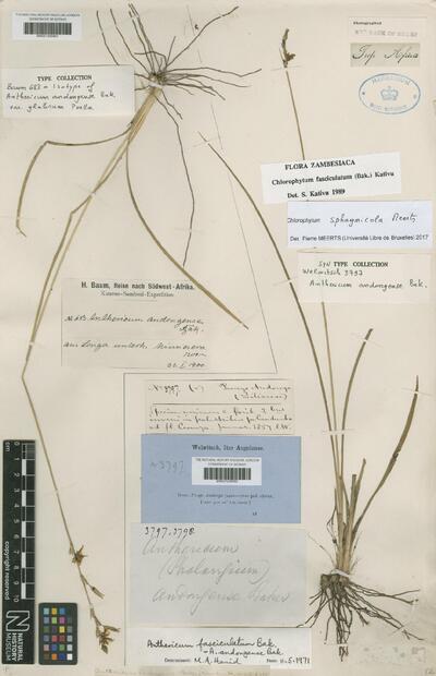 Chlorophytum sphagnicola Meerts