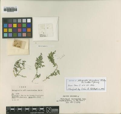 Selaginella chionoloma Alston ex Crabbe & Jermy