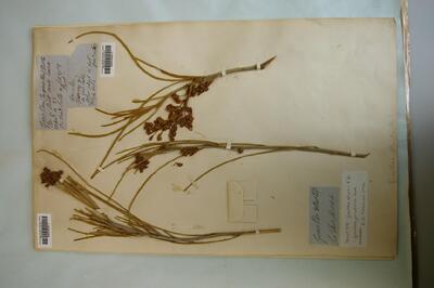 Grevillea juncifolia Hook.
