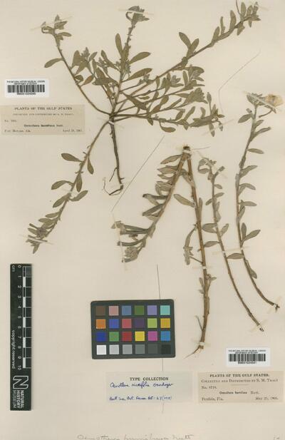 Oenothera humifusa Nutt