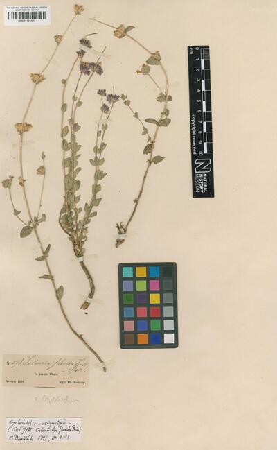 Cyclotrichium origanifolium (Labill.) Manden. & Scheng.