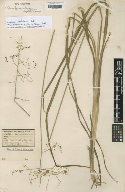 Chlorophytum vestitum subsp. pilosissimum (Engl. & K.Krause) Meerts