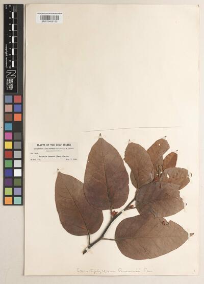 Dalbergia ecastaphyllum (L.) Taub.