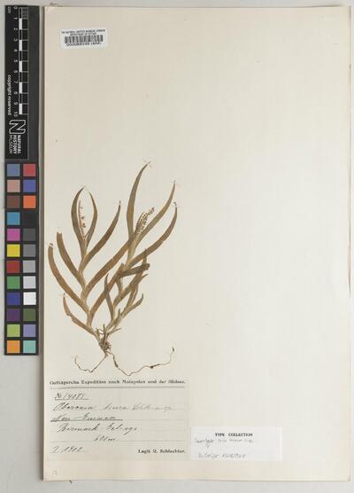 Oberonia diura Schltr.