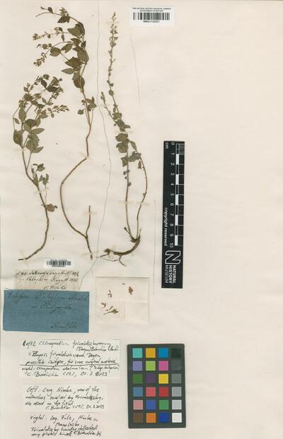 Clinopodium frivaldszkyanum (Degen) Bräuchler & Heubl