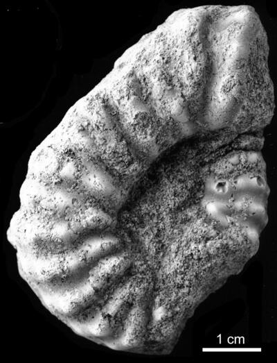 Mortoniceras (Durnovarites) perinflatum (Spath, 1922)