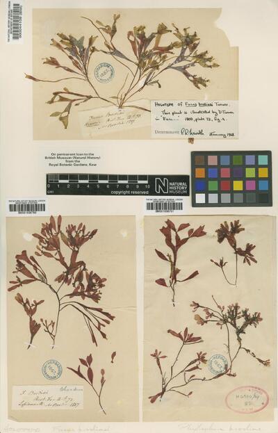 Coccotylus truncatus (Pall.) M.J.Wynne & J.N.Heine