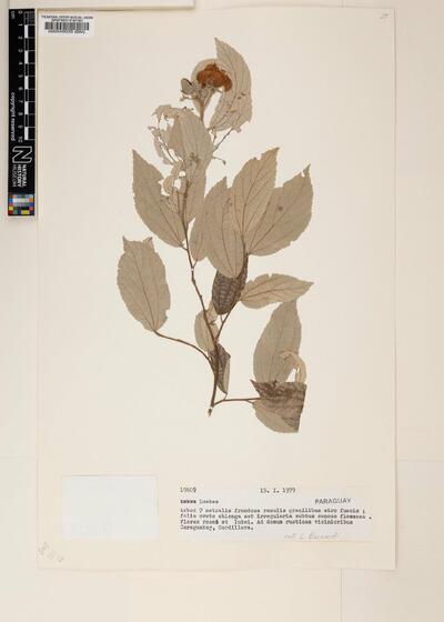 Luehea Willd.