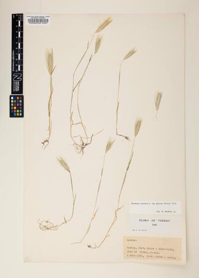 Hordeum murinum subsp. glaucum (Steud.) Tzvelev