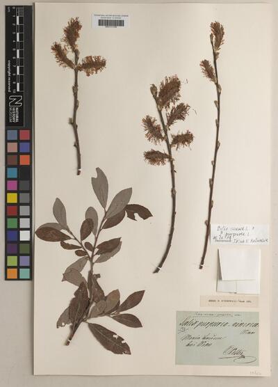 Salix cinerea L. × S. purpurea L.