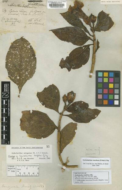 Symbolanthus vasculosus (Griseb.) Gilg