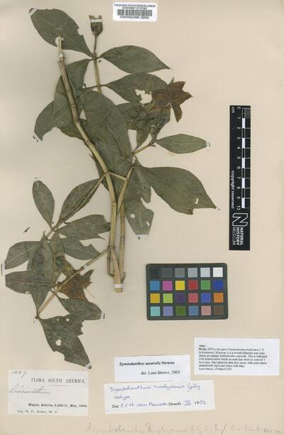 Symbolanthus australis Struwe