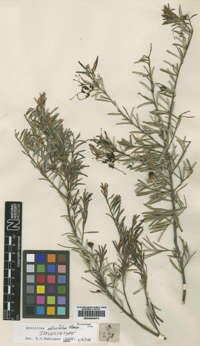 Grevillea obtusifolia Meisn.