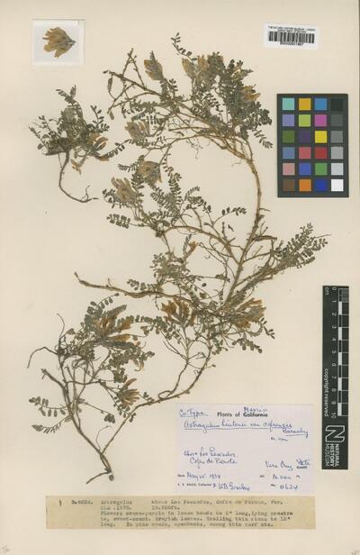 Astragalus hintonii var. cofrensis Barneby