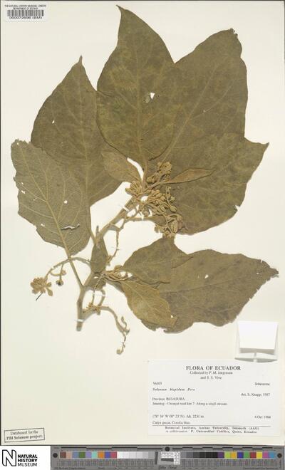 Solanum hispidum Pers.