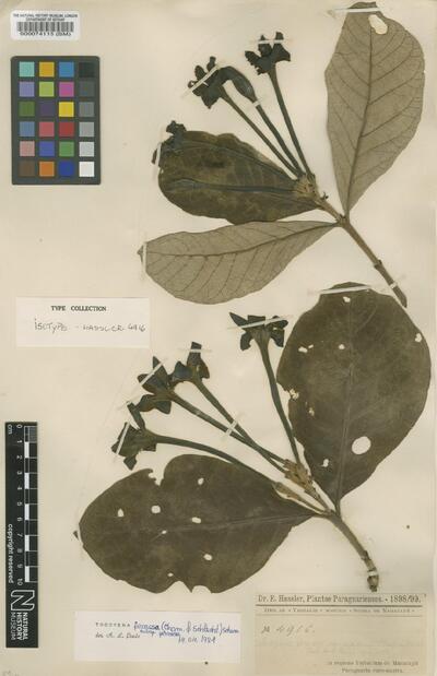 Tocoyena formosa subsp. formosa (Cham. & Schltdl.) Schum