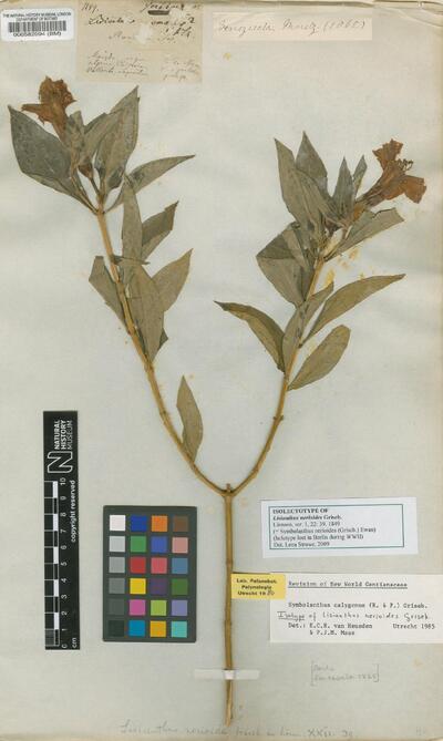 Symbolanthus nerioides (Griseb.) Ewan