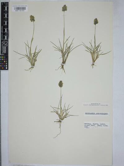 Deschampsia koelerioides Regel