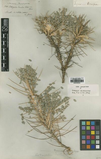 Astragalus tmoleus var. bouanacanthus (Boiss.) D.F.Chamb.