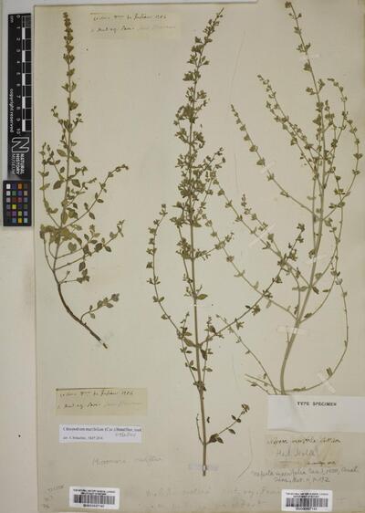 Clinopodium marifolium (Cav.) Melnikov