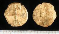 MEDIEVAL TOKEN