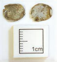 MEDIEVAL COIN