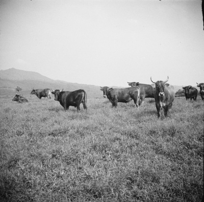 Viehweide (Forschungsreise nach Spanisch-Guinea 1939/1940)