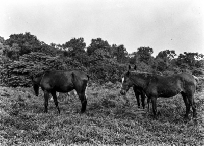 Pferde (Forschungsreise nach Spanisch-Guinea 1939/1940)