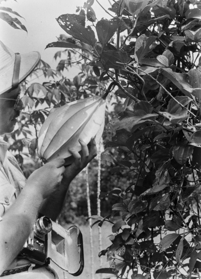 Luffafrucht (Forschungsreise nach Spanisch-Guinea 1939/1940)