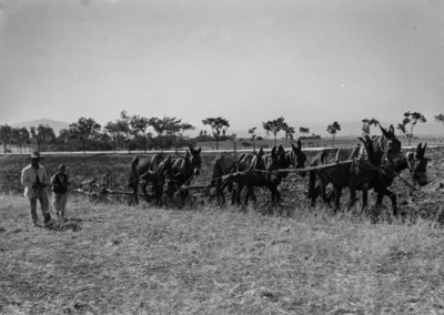 Feldbau (Forschungsreise in die Große Kabylei 1942)