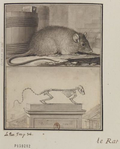 Rats Europeana