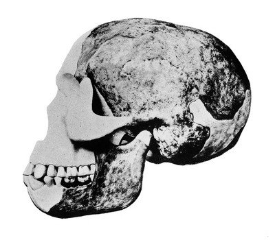 Skull of the "Eoanthropus Dawsoni" (Piltdown Man)