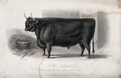 Hereford Bull by William Henry Davis