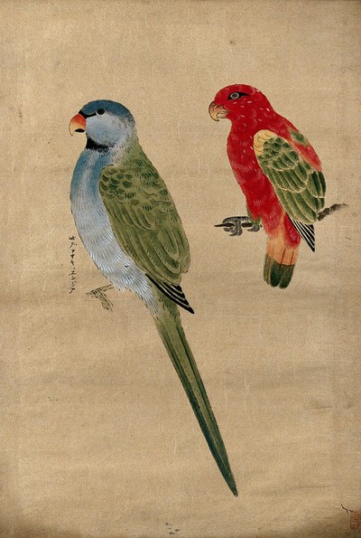 Two parrots, Japanese