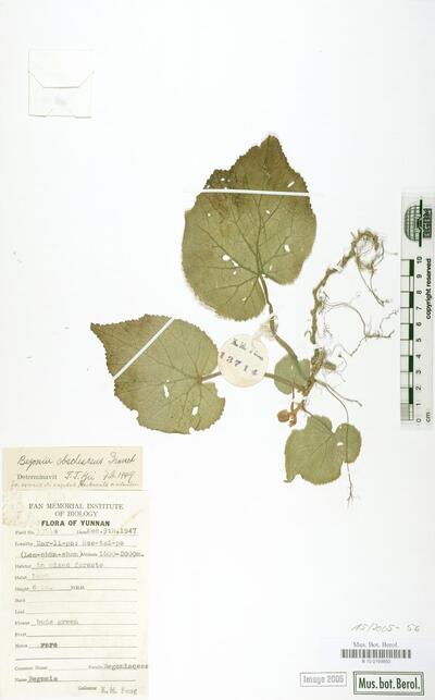 Begonia obsolescens Irmisch