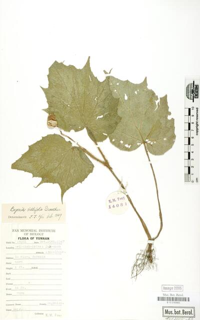 Begonia villifolia Irmsch.