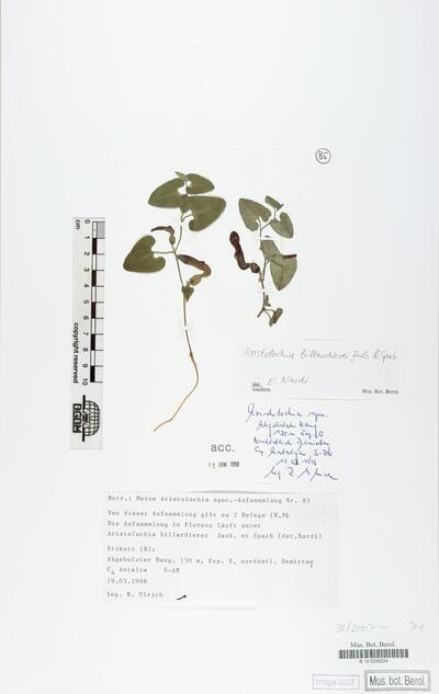 Aristolochia billardierei Jaub. & Spach