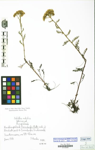 Achillea nobilis L.