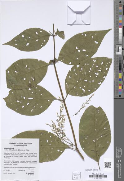 Iresine diffusa Humb. & Bonpl. ex Willd.