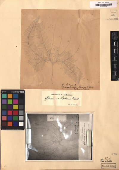 Sticherus quadripartitus (Poir.) Ching