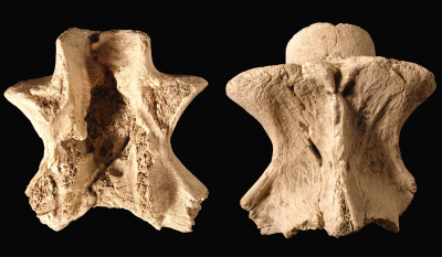 Bison priscus BOJANUS, 1827 (epistropheus)Fosszília