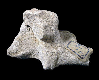 Equus sp. (calcareus)Fosszília