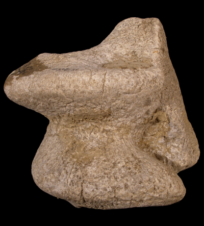 Equus sp. (Calcareus, astragalus, os tarsicentrale, os tarsale quartum)Fosszília