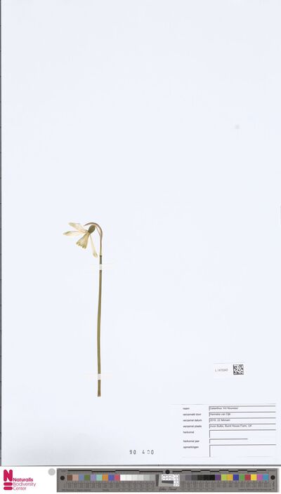 Galanthus 'Art Nouveau'
