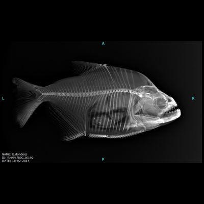 Piranha-proof fish scales offer inspiration for better armor