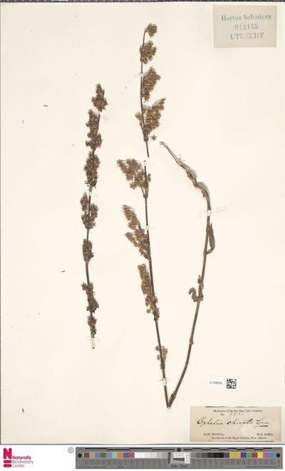 Ophelia chirata Griseb.