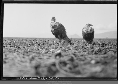 Negative: Two birds sitting on the ground. ‘21 Sept 1913’